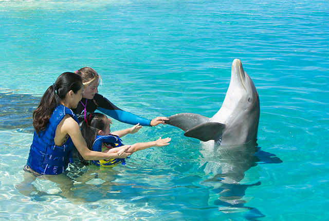 夏威夷海洋公园海豚邂逅