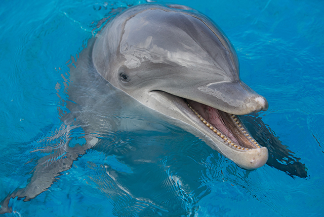 夏威夷海洋公园极致海豚历险
