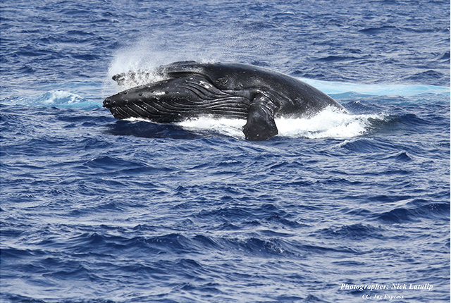 檀香山观鲸之旅