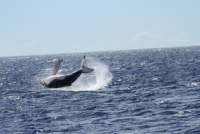 檀香山观鲸之旅