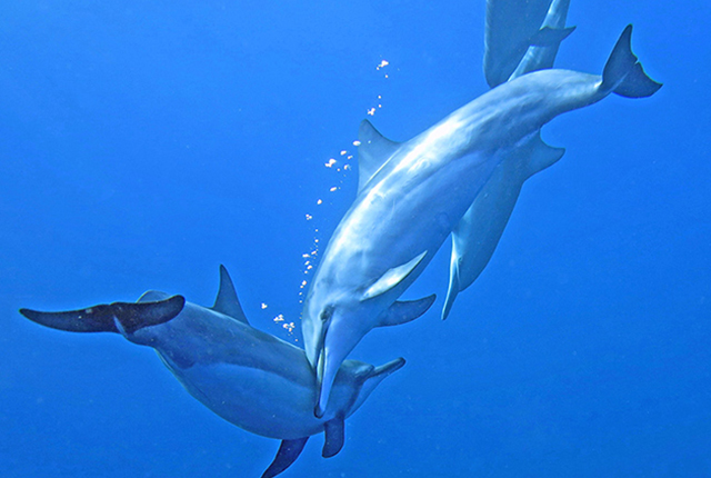 阳光下的海豚， 凯阿拉凯夸湾浮浅之旅