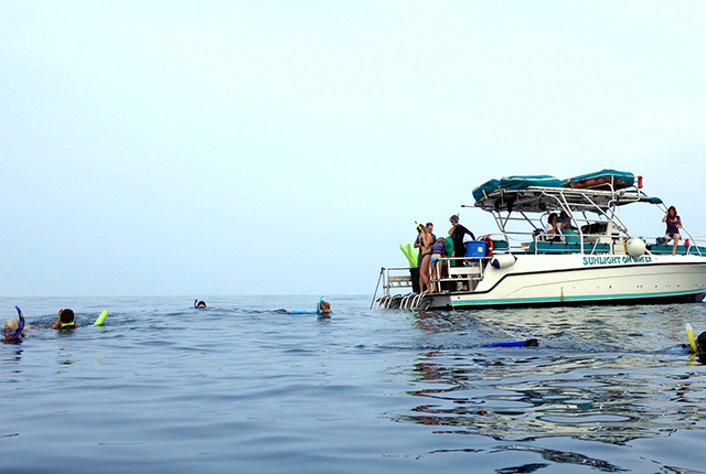 阳光下的海豚， 凯阿拉凯夸湾浮浅之旅