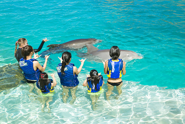夏威夷海洋公园海豚探险